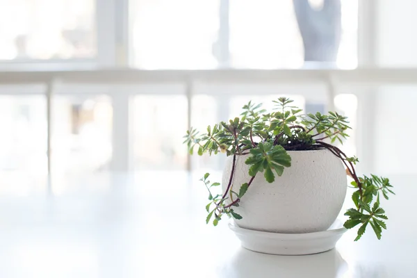 Planta verde en maceta de cerámica sobre la mesa en contraluz — Foto de Stock