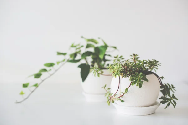 Plantas caseras verdes en macetas de cerámica sobre blanco — Foto de Stock