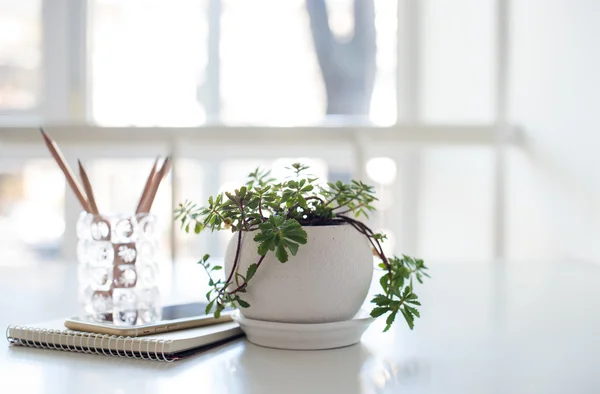 Home plant, notepad de negócios e smartphone em backlight — Fotografia de Stock