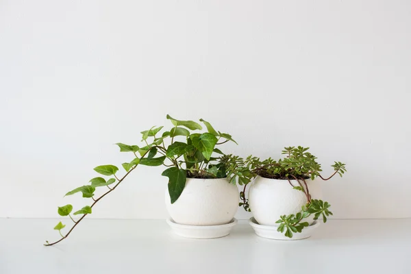 Plantas caseras verdes en macetas de cerámica sobre blanco —  Fotos de Stock