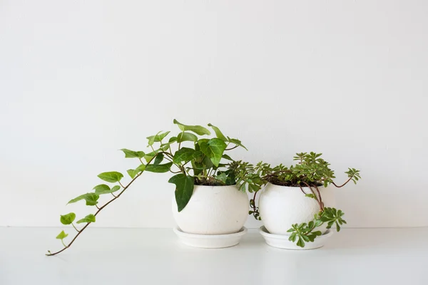 Plantas de casa verde em vasos cerâmicos em branco — Fotografia de Stock