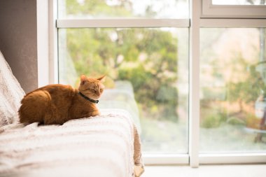 Pencere kenarındaki kanepede güzel zencefil kedi
