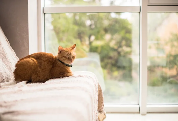 Mooie gember kat op een bank door het venster — Stockfoto