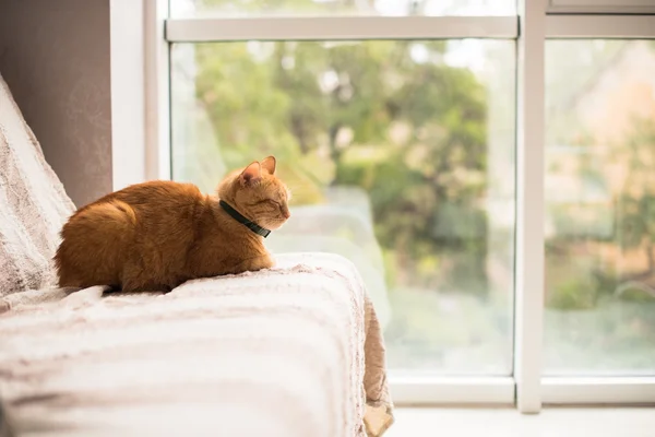 Precioso gato jengibre en un sofá junto a la ventana — Foto de Stock