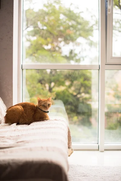 Lovely ginger cat on a sofa by the window — Stock Photo, Image