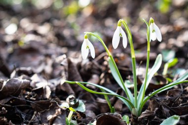 Ormandaki düşen yaprakların arasından güzel beyaz kardamlaları filizleniyor.