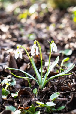 Ormandaki düşen yaprakların arasından güzel beyaz kardamlaları filizleniyor.