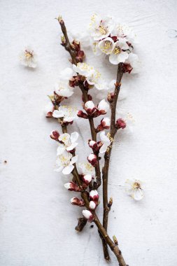 Boyanmış ahşap zemin üzerinde çiçek açan kayısı ağacı dalları