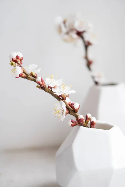 花瓶にアプリコットの木の枝を開花させ、白い春の家の装飾 — ストック写真