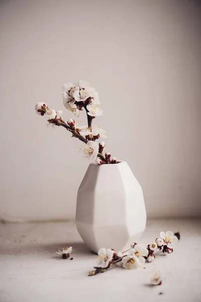 Florecientes ramas de albaricoque en jarrones, decoración casera de primavera blanca —  Fotos de Stock