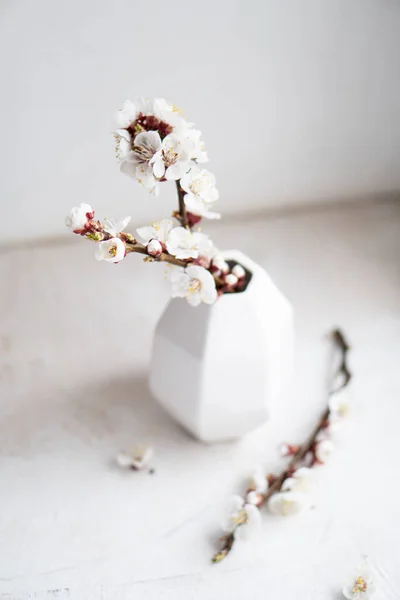 Branches d'abricot en fleurs dans des vases, décoration de la maison de printemps blanc — Photo