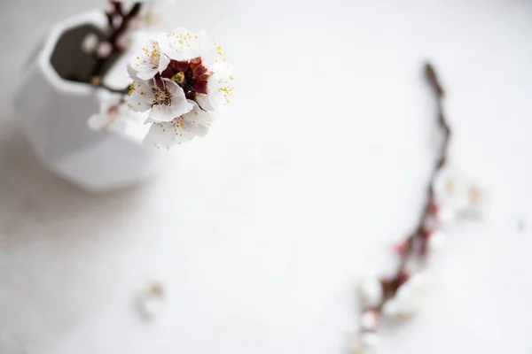 Blooming apricot tree branches in vases, white spring home decoration — Stock Photo, Image