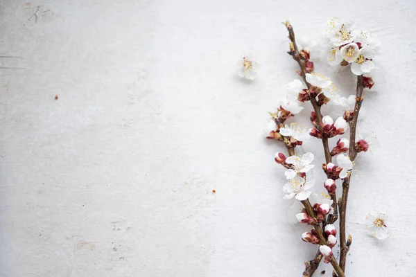 Blooming apricot tree branches on painted wooden background — Stock Photo, Image