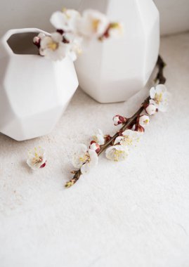 Vazolarda çiçek açan kayısı dalları, beyaz bahar ev dekorasyonu.