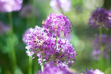 Bahçede mor Allison çiçekleri, gerçek bahar bitkileri.