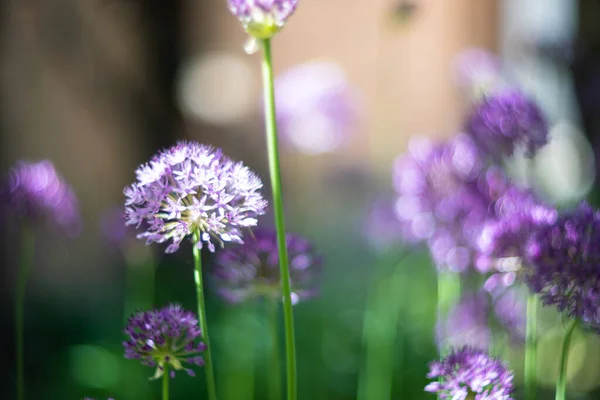 Fioletowe kwiaty allium w ogrodzie, prawdziwe naturalne rośliny wiosny — Zdjęcie stockowe