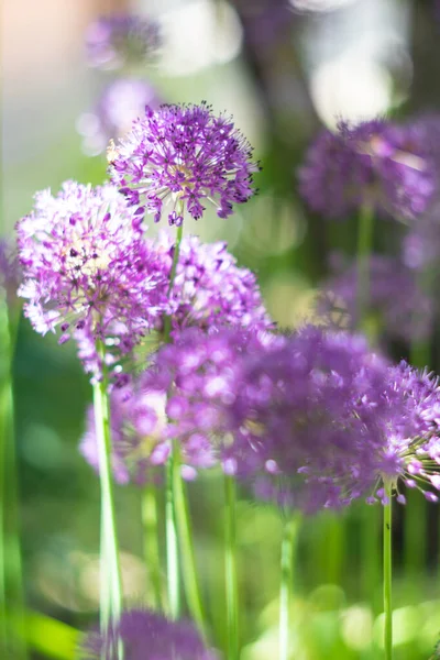 Fialové květy oxidu hlinitého na zahradě, opravdové přírodní jarní rostliny — Stock fotografie