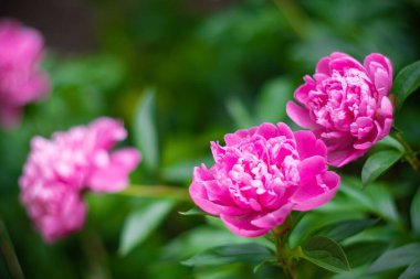 Güzel bir bitki örtüsü ve yaz bahçesinde pembe şakayık çiçekleri var.