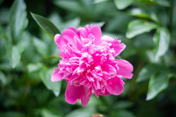 Vacker blommig botanisk bakgrund med rosa pion blommor i sommar trädgård — Stockfoto