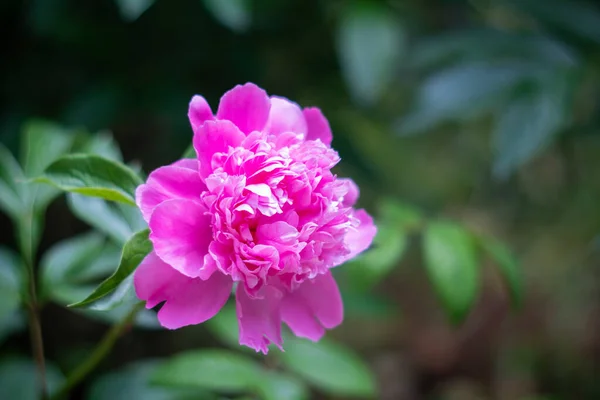 Vacker blommig botanisk bakgrund med rosa pion blommor i sommar trädgård — Stockfoto