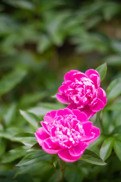 Mooie bloemige botanische achtergrond met roze pioenroos bloemen in de zomer tuin — Stockfoto
