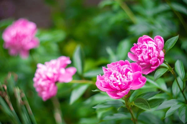 Vacker blommig botanisk bakgrund med rosa pion blommor i sommar trädgård — Stockfoto