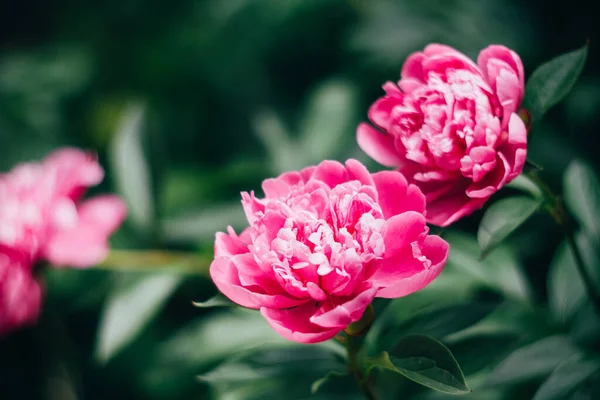 Hermoso fondo botánico floral con flores de peonía rosa en el jardín de verano —  Fotos de Stock