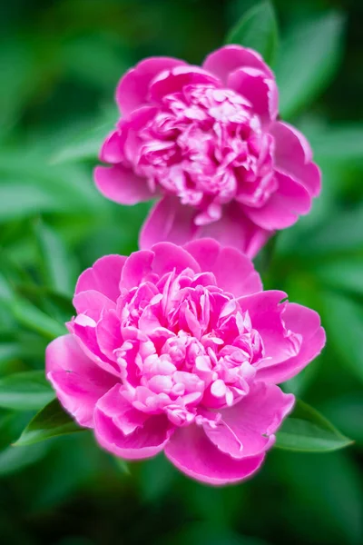 Mooie bloemige botanische achtergrond met roze pioenroos bloemen in de zomer tuin — Stockfoto