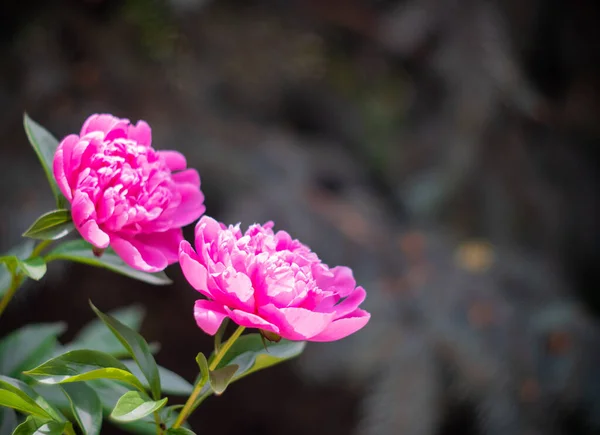 Mooie bloemige botanische achtergrond met roze pioenroos bloemen in de zomer tuin — Stockfoto