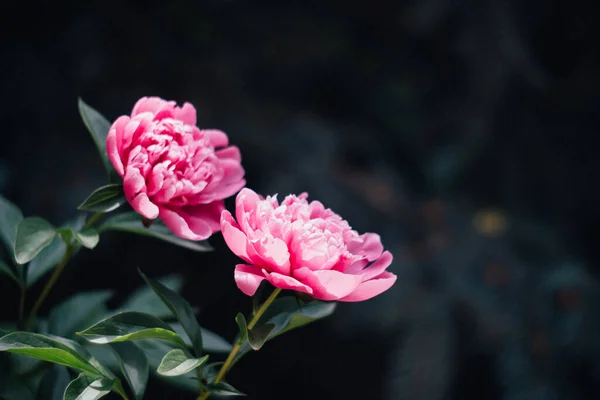 Красивый цветочный ботанический фон с розовыми пионскими цветами в летнем саду — стоковое фото