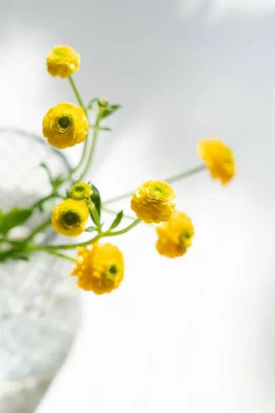 Petits boutons d'or jaunes fleurs dans un vase en verre — Photo