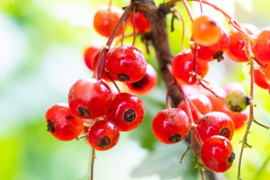 Bahçedeki bir dalda doğal kırmızı frenk üzümü