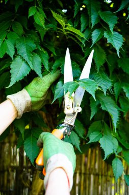 Bahçıvan elleri eldivenle üzüm buduyor.