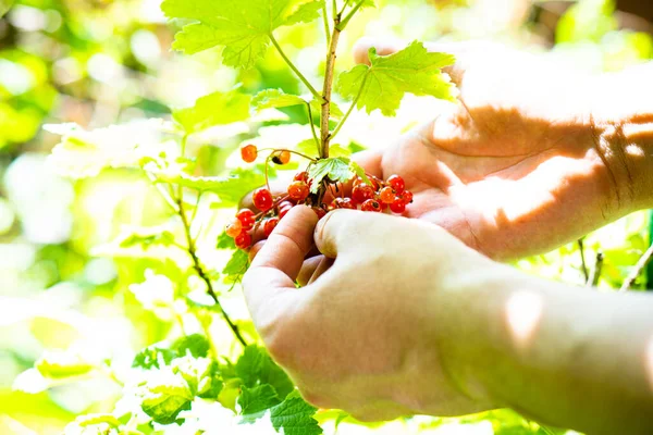 Mano de hombre sosteniendo grosellas rojas naturales en una rama en el jardín —  Fotos de Stock