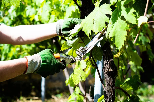 Jardinero mans manos en guantes poda uvas —  Fotos de Stock