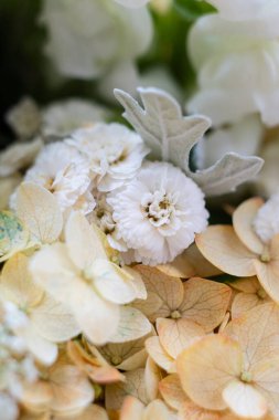 Beige and white hydrangea flowers macro shot