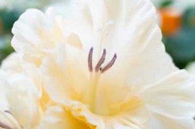 Tender beige gladiolus flower with stamens macro