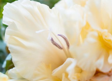 Tender beige gladiolus flower with stamens macro