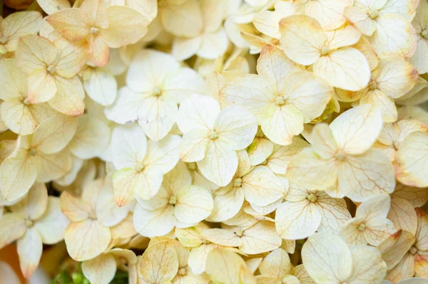 Hortensia beige y naranja pálido flores primer plano, fondo floral elegante —  Fotos de Stock