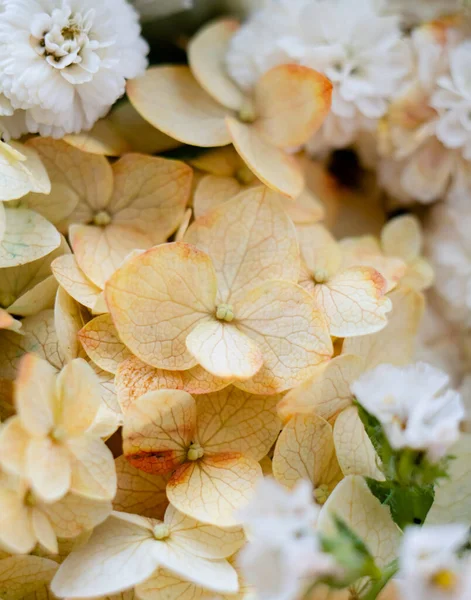 Bege e branco hortênsia flores macro tiro — Fotografia de Stock