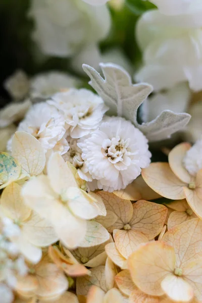 Beige and white hydrangea flowers macro shot — Stock Photo, Image