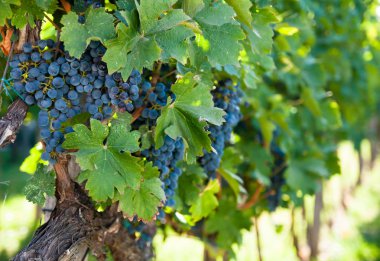 olgunlaşmış üzümler