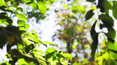 Yeşil ağaç dalları