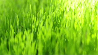 taze yeşil taşımak