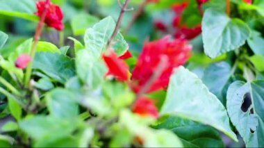 çiçekler arasında taşıma