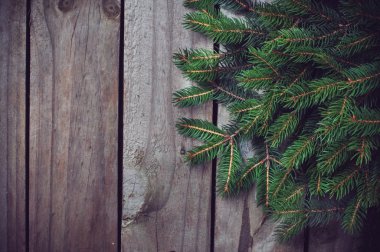 yeşil çam dalları