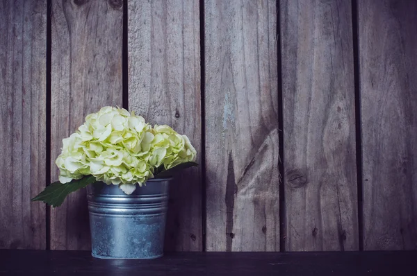 White hydrangea — Stock Photo, Image