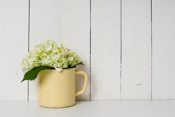 White hydrangea — Stock Photo, Image