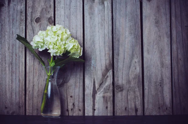 ดอกไฮเดรนเยีย — ภาพถ่ายสต็อก