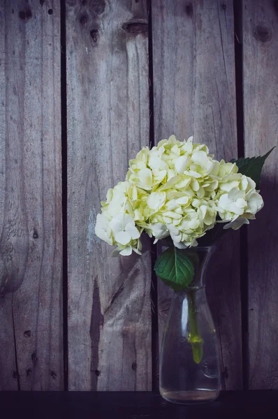 Hortensia bloem — Stockfoto